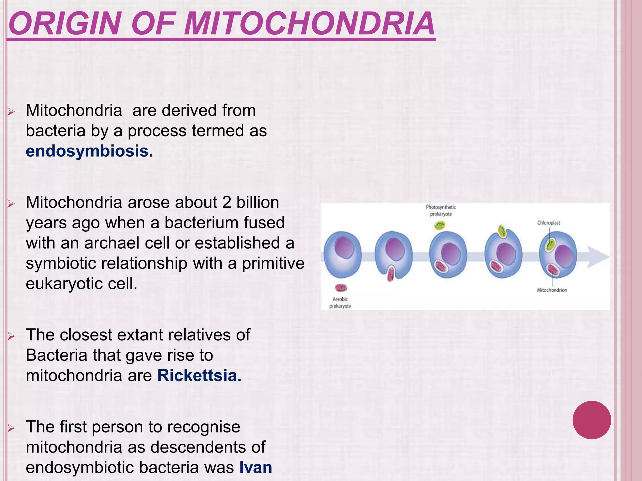 ORIGIN OF MITOCHONDRIA
 Mitochondria are derived from
bacteria by a process termed as
endosymbiosis.
 Mitochondria arose about 2 billion
years ago when a bacterium fused
with an archael cell or established a
symbiotic relationship with a primitive
eukaryotic cell.
 The closest extant relatives of
Bacteria that gave rise to
mitochondria are Rickettsia.
 The first person to recognise
mitochondria as descendents of
endosymbiotic bacteria was Ivan
 