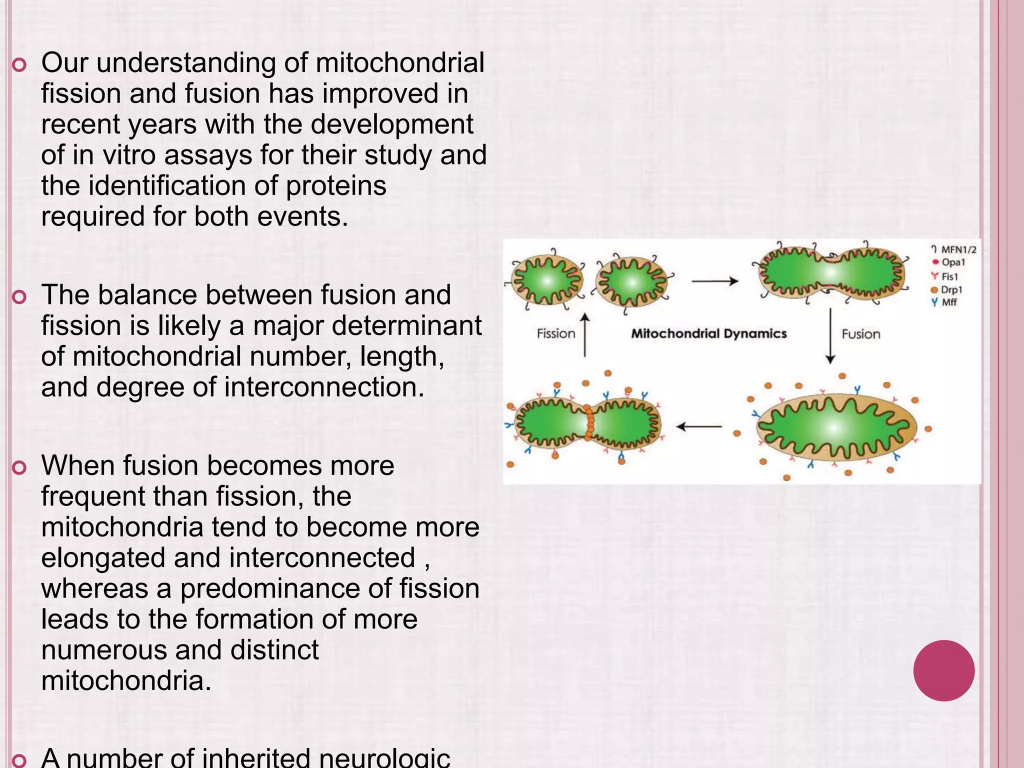  Our understanding of mitochondrial
fission and fusion has improved in
recent years with the development
of in vitro assays for their study and
the identification of proteins
required for both events.
 The balance between fusion and
fission is likely a major determinant
of mitochondrial number, length,
and degree of interconnection.
 When fusion becomes more
frequent than fission, the
mitochondria tend to become more
elongated and interconnected ,
whereas a predominance of fission
leads to the formation of more
numerous and distinct
mitochondria.
 
