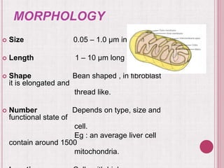 MORPHOLOGY
 Size 0.05 – 1.0 µm in diameter.
 Length 1 – 10 µm long
 Shape Bean shaped , in fibroblast
it is elongated and
thread like.
 Number Depends on type, size and
functional state of
cell.
Eg : an average liver cell
contain around 1500
mitochondria.
 