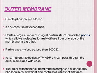 OUTER MEMBRANE
 Simple phospholipid bilayer.
 It encloses the mitochondrian.
 Contain large number of integral protein structures called porins,
which allows molecules to freely diffuse from one side of the
membrane to the other.
 Porins pass molecules less then 5000 D.
 Ions, nutrient molecules, ATP, ADP etc can pass through the
outer membrane with ease.
 The outer mitochondrial membrane is composed of about 50%
 