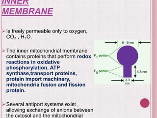 INNER
MEMBRANE
Is freely permeable only to oxygen,
CO₂ , H₂O.
The inner mitochondrial membrane
contains proteins that perform redox
reactions in oxidative
phosphorylation, ATP
synthase,transport proteins,
protein import machinery,
mitochondria fusion and fission
protein.
Several antiport systems exist ,
allowing exchange of anions between
the cytosol and the mitochondrial
 
