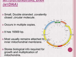 MITOCHONDRIAL DNA
(MTDNA)
 Small, Double stranded ,covalently
closed ,circular molecule.
 Occurs in multiple copies.
 It has 16569 bp.
 Most usually remains attached to
inner mitochondrial membrane.
 Stores biological info required for
growth and multiplication of
mitochondria.
 