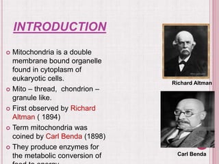 INTRODUCTION
 Mitochondria is a double
membrane bound organelle
found in cytoplasm of
eukaryotic cells.
 Mito – thread, chondrion –
granule like.
 First observed by Richard
Altman ( 1894)
 Term mitochondria was
coined by Carl Benda (1898)
 They produce enzymes for
the metabolic conversion of
Richard Altman
Carl Benda
 