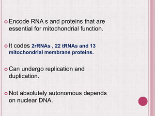  Encode RNA s and proteins that are
essential for mitochondrial function.
 It codes 2rRNAs , 22 tRNAs and 13
mitochondrial membrane proteins.
 Can undergo replication and
duplication.
 Not absolutely autonomous depends
on nuclear DNA.
 