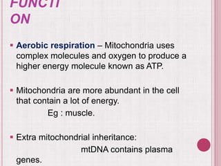 FUNCTI
ON
 Aerobic respiration – Mitochondria uses
complex molecules and oxygen to produce a
higher energy molecule known as ATP.
 Mitochondria are more abundant in the cell
that contain a lot of energy.
Eg : muscle.
 Extra mitochondrial inheritance:
mtDNA contains plasma
genes.
 