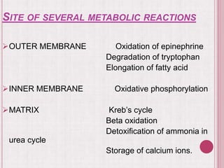 SITE OF SEVERAL METABOLIC REACTIONS
OUTER MEMBRANE Oxidation of epinephrine
Degradation of tryptophan
Elongation of fatty acid
INNER MEMBRANE Oxidative phosphorylation
MATRIX Kreb’s cycle
Beta oxidation
Detoxification of ammonia in
urea cycle
Storage of calcium ions.
 