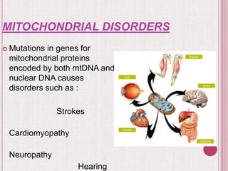 MITOCHONDRIAL DISORDERS
 Mutations in genes for
mitochondrial proteins
encoded by both mtDNA and
nuclear DNA causes
disorders such as :
Strokes
Cardiomyopathy
Neuropathy
Hearing
 