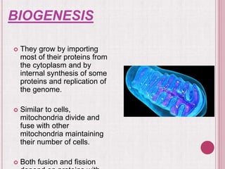 BIOGENESIS
 They grow by importing
most of their proteins from
the cytoplasm and by
internal synthesis of some
proteins and replication of
the genome.
 Similar to cells,
mitochondria divide and
fuse with other
mitochondria maintaining
their number of cells.
 Both fusion and fission
 