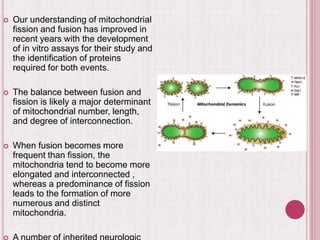  Our understanding of mitochondrial
fission and fusion has improved in
recent years with the development
of in vitro assays for their study and
the identification of proteins
required for both events.
 The balance between fusion and
fission is likely a major determinant
of mitochondrial number, length,
and degree of interconnection.
 When fusion becomes more
frequent than fission, the
mitochondria tend to become more
elongated and interconnected ,
whereas a predominance of fission
leads to the formation of more
numerous and distinct
mitochondria.
 