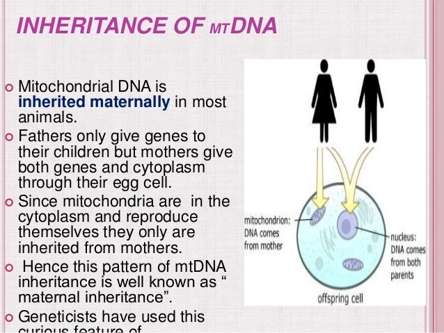 Mitochondria ppt