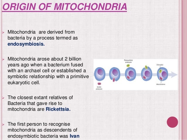 mitochondria ppt mitochondria ppt, Presentation templates