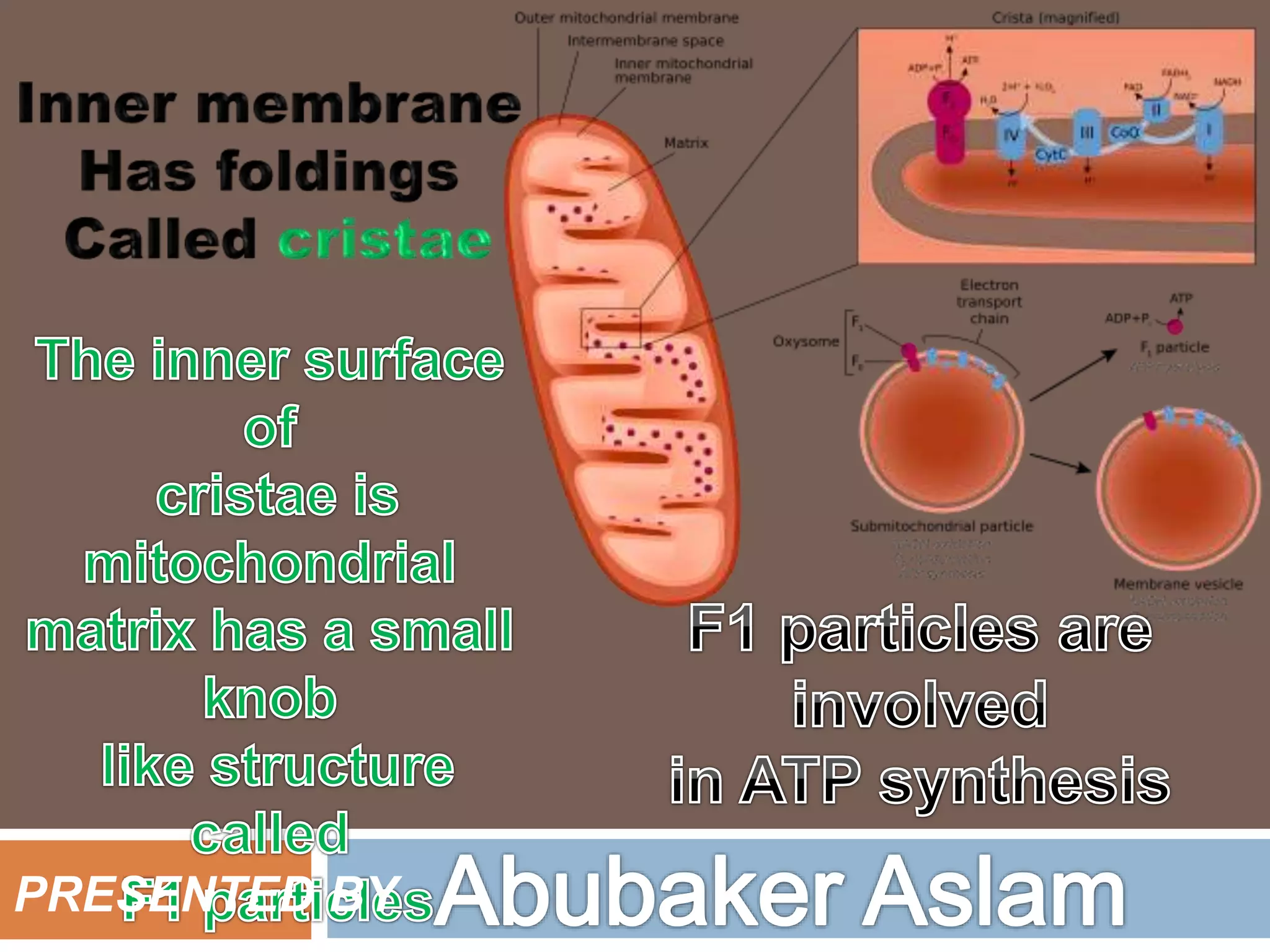Mitochondria presentation for all kind of zoology and biology students ...