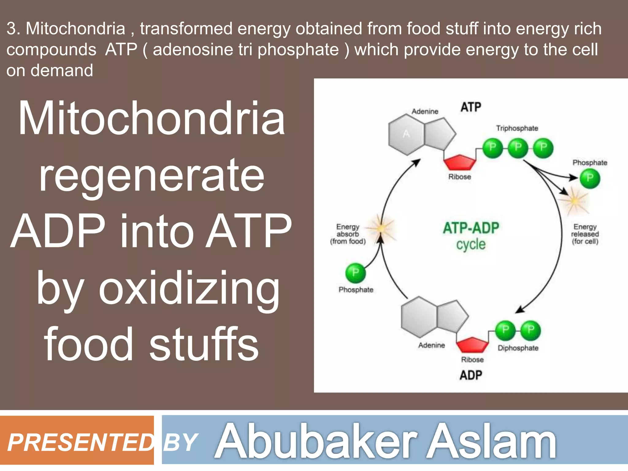 Mitochondria presentation for all kind of zoology and biology students ...