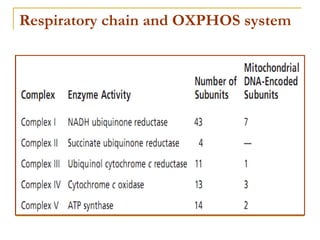 Respiratory chain and OXPHOS system 