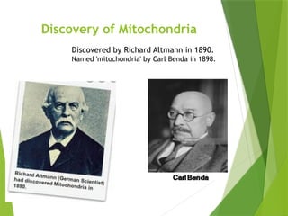 Mitochondria_Presentation_By_hightlights functioning of a mitochondriai ...