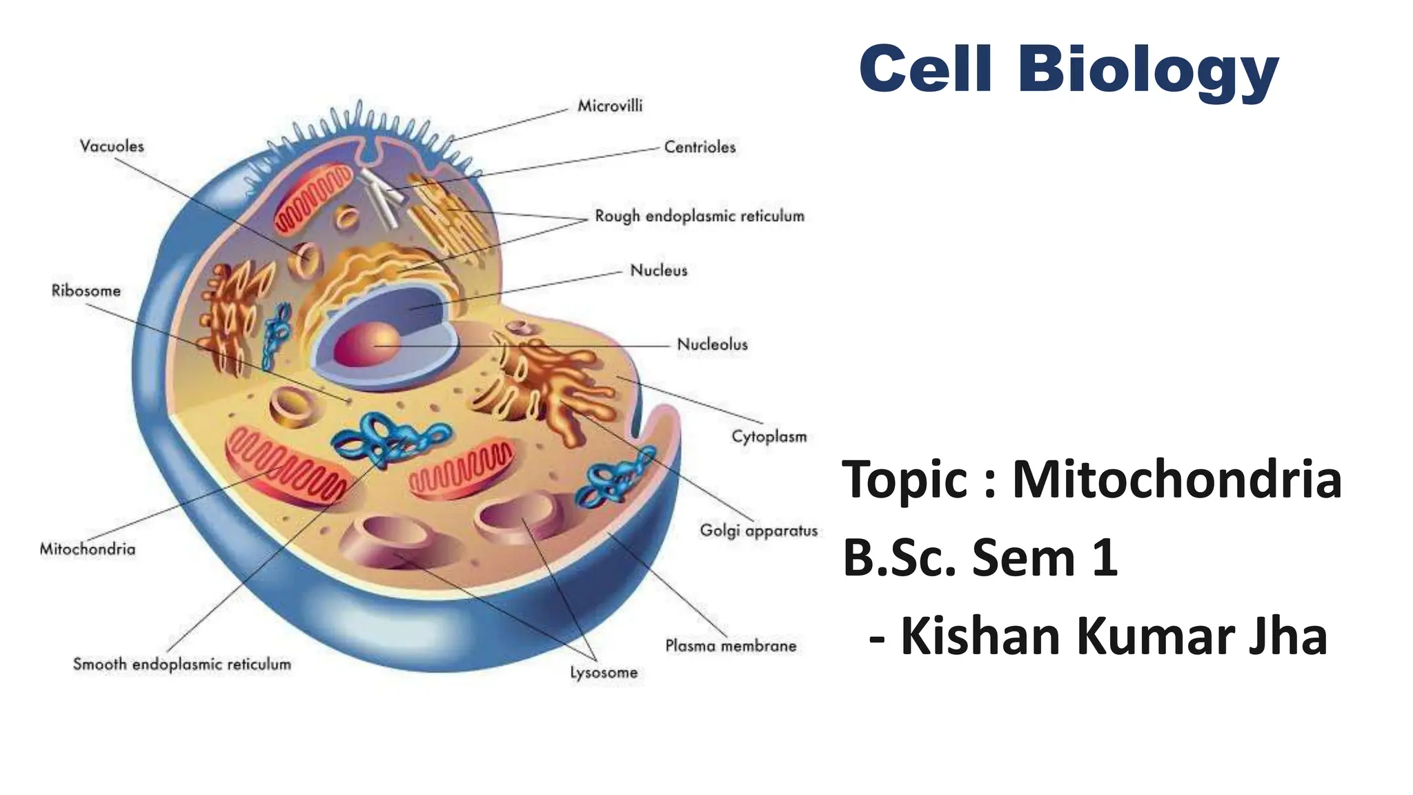 Mitochondria : Powerhouse of the Cell | PPTX