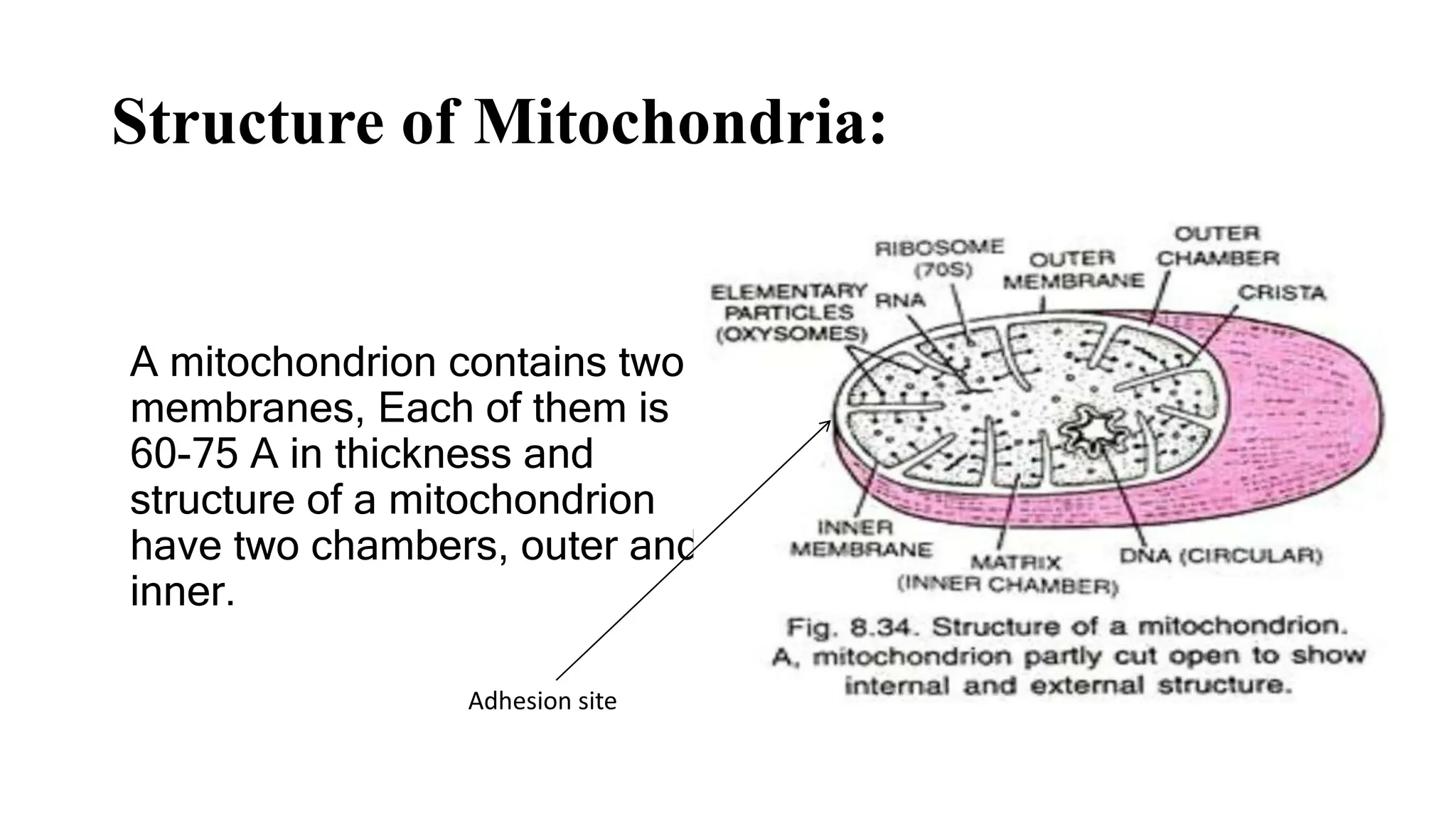 Mitochondria : Powerhouse of the Cell | PPTX