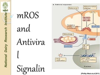 Mitochondria role in signaling and innate immunity | PPTX