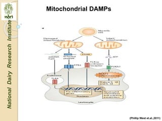 Mitochondria role in signaling and innate immunity | PPTX
