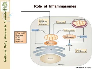Mitochondria role in signaling and innate immunity | PPTX