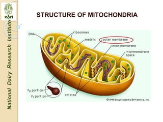 Mitochondria role in signaling and innate immunity | PPTX