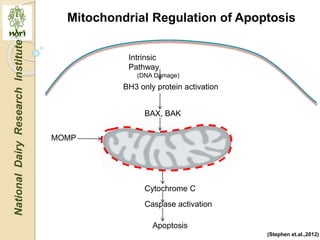 Mitochondria role in signaling and innate immunity | PPTX