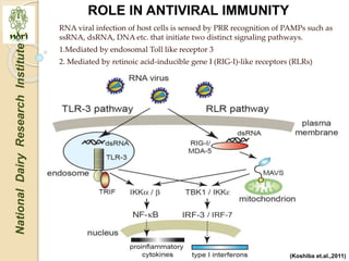 Mitochondria role in signaling and innate immunity | PPTX