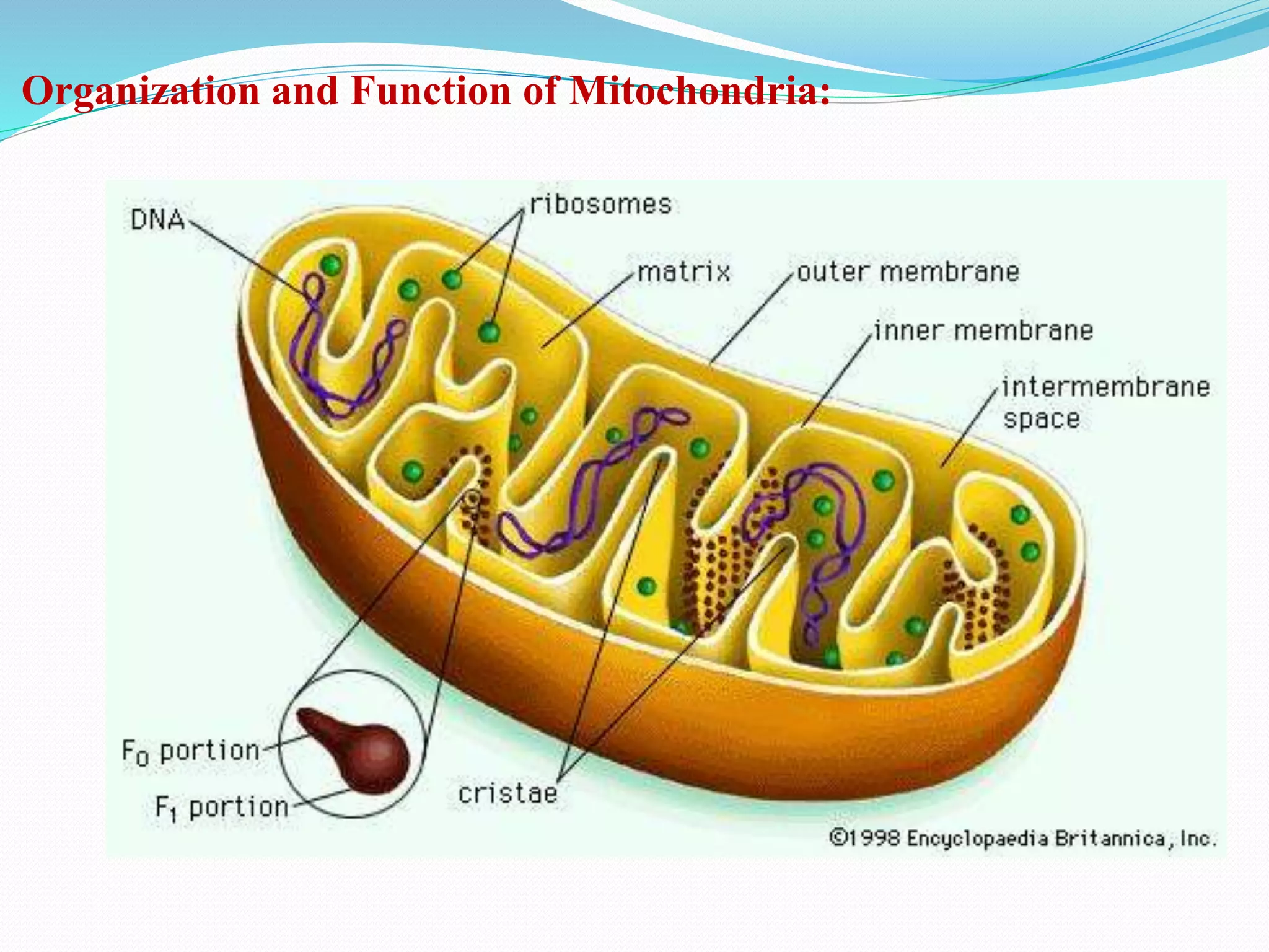 Organization and Function of Mitochondria:
 