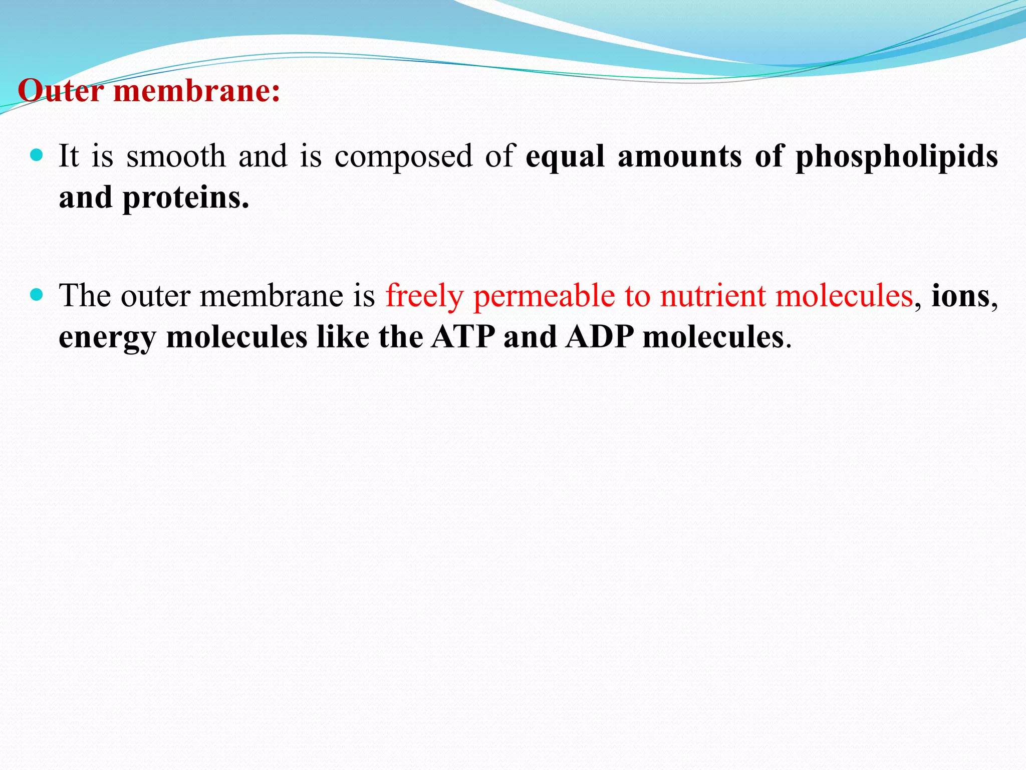 Outer membrane:
 It is smooth and is composed of equal amounts of phospholipids
and proteins.
 The outer membrane is freely permeable to nutrient molecules, ions,
energy molecules like the ATP and ADP molecules.
 
