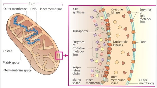 Mitochondria : Why Power House Of the Cell.pptx