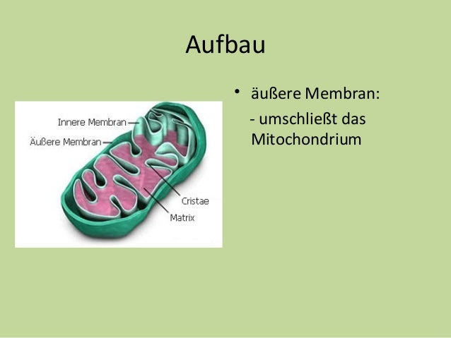 Mitochondrien Aufbau Und Funktionen