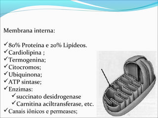 Mitocôndrias e Respiração Celular | PPT