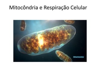 Mitocôndria e Respiração Celular
 