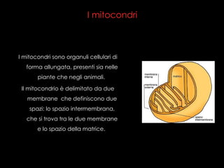 I mitocondri ,[object Object],[object Object]