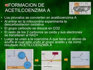 FORMACION DE  ACETILCOENZIMA A Los piruvatos se convierten en acetilcoenzima A Al entrar en la mitocondria experimenta la descarboxilacion oxidativa El grupo carboxilo se disocia en CO2 El resto de los 2 carbonos se oxida y sus electrones se transfieren al NAD+ Luego se unen a la coenzima A que tiene un átomo de azufre el cual esta unido al grupo acetilo y da como resultado ACETILCOENZIMA A Silvia Montes de Oca/ Medicina / UIA 