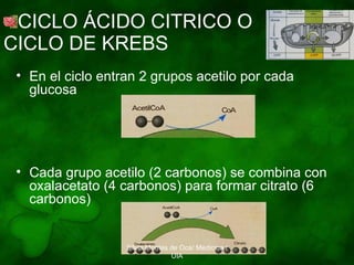 CICLO ÁCIDO CITRICO O  CICLO DE KREBS En el ciclo entran 2 grupos acetilo por cada glucosa Cada grupo acetilo (2 carbonos) se combina con oxalacetato (4 carbonos) para formar citrato (6 carbonos) Silvia Montes de Oca/ Medicina / UIA 