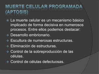 MUERTE CELULAR PROGRAMADA (APTOSIS)La muerte celular es un mecanismo básico implicado de forma decisiva en numerosos procesos. Entre ellos podemos destacar:Desarrollo embrionario.