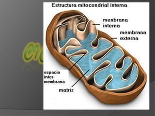 Control de células defectuosas.GLUCOLISIS