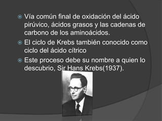 Glucolisis Serie de reacciones que descomponen la glucosa en dos moléculas de piruvato. Se requiere ATP para desencadenar la reacción. 	Se forman: 2 NADH.4 ATP (2 netos).