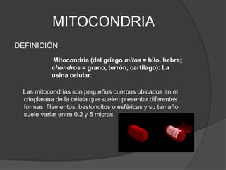 DEFINICIÓN       Las mitocondrias son pequeños cuerpos ubicados en el citoplasma de la célula que suelen presentar diferentes formas: filamentos, bastoncitos o esféricas y su tamaño suele variar entre 0.2 y 5 micras.MITOCONDRIA Mitocondria (del griego mitos = hilo, hebra; chondros = grano, terrón, cartílago): La usina celular. 
