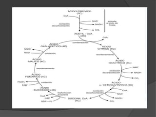 Introducción al ciclo de krebsEl ác. pirúvico  de 3C (glucólisis) sale del citoplasma, va a la mitocondria y  antes de ingresar al Ciclo,se oxida. Los átomos de C y O del grupo carboxilo se eliminan como CO2 y queda un grupo acetilo, de 2C. En esta reacción el H del carboxilo reduce a una molécula de NAD+ a NADH.La molécula original de glucosa se ha oxidado a dos moléculas de CO2, y dos grupos acetilos y, además se formaron 4 moléculas de NADH (2 en la glucólisis y 2 en la oxidación del ácido pirúvico).Cada grupo acetilo es aceptado por  coenzima A dando un compuesto llamado (acetilCoA). Esta reacción es el eslabón entre la glucólisis y el ciclo de Krebs.
