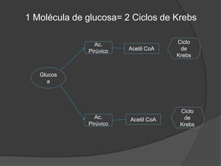 Intervienen enzimas como descarboxilasas y coenzimas aceptoras de H+ (NAD y FAD)Formación de H, CO2, H2O, y energía