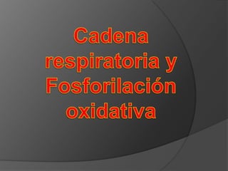 1 Molécula de glucosa= 2 Ciclos de KrebsCiclo de KrebsAc. PirúvicoAcetilCoAGlucosaCiclo de KrebsAc. PirúvicoAcetilCoA