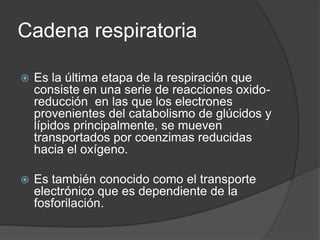 Las enzimas del ciclo de Krebs se encuentran en la matriz mitocondrial. Las enzimas del transporte de e- se encuentran en las membranas de las crestasCiclo de Krebs se lleva a cabo en la matriz mitocondrial; el transporte de electrones y la fosforilaciónoxidativa se producen a nivel de las crestas mitocondriales.La velocidad del ciclo de Krebs viene modulada para cumplir las necesidades energéticas de la célula