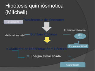 Generación de ATP en la Respiración aeróbica