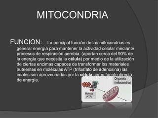 FUNCION:   La principal función de las mitocondrias es generar energía para mantener la actividad celular mediante procesos de respiración aerobia. (aportan cerca del 90% de la energía que necesita la célula) por medio de la utilización de ciertas enzimas capaces de transformar los materiales nutrientes en moléculas ATP (trifosfato de adenosina) las cuales son aprovechadas por la célula como fuente directa de energía.MITOCONDRIA
