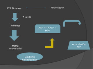 Cadena respiratoria y Fosforilación oxidativa