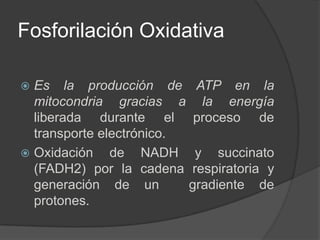 Cadena respiratoriaEs la última etapa de la respiración que consiste en una serie de reacciones oxido-reducción  en las que los electrones provenientes del catabolismo de glúcidos y lípidos principalmente, se mueven transportados por coenzimas reducidas hacia el oxígeno. Es también conocido como el transporte electrónico que es dependiente de la fosforilación.
