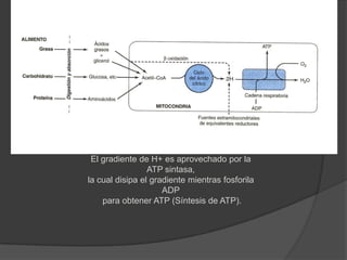 Hipótesis quimiósmotica (Mitchell)Transferencia de electronesBombea Protones= Gradiente de concentración Y Eléctrico Energía almacenadapH alcalinoE. IntermembranosoMatriz mitocondrialOH-  H+ImpermeabilidadFosforilación