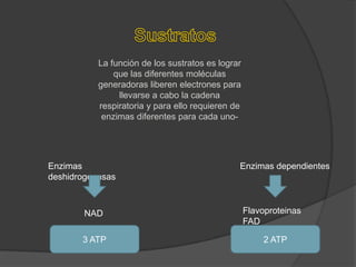 FosforilaciónATP SintetasaA travésProtonesATP + P = ATP  + H2OAcumulación ATPMatriz mitocondrialGradiente Electroquímico